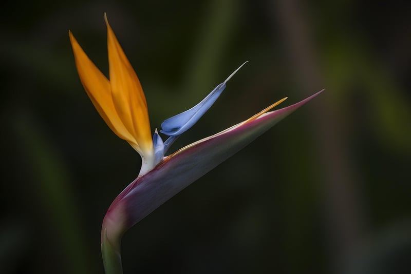 Black Bat Flower