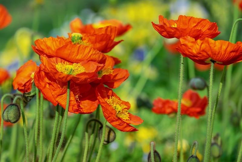Blue Himalayan Poppy