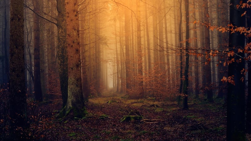 Magical Forest Landscape